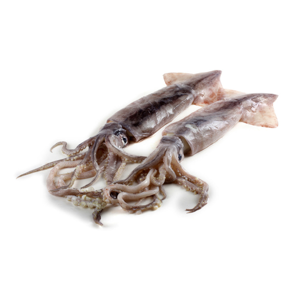 Calamar de Playa -  BeFish